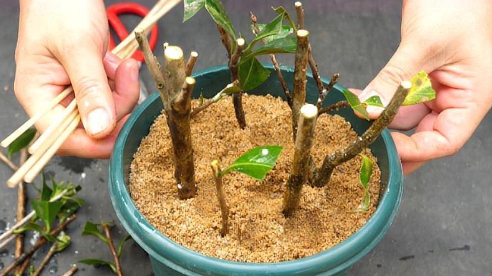 扦插的5个错误操作,不是难生根,是你做错了,扦插其实很简单!