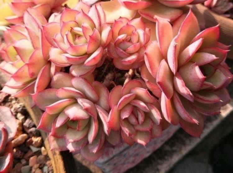 多肉长气生根其实是在释放“信号”,你读懂了吗?