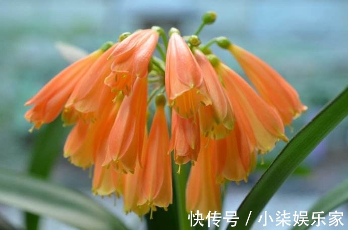 垂笑君子兰|君子兰还有这品种学会这个养护方法，一棵开20朵没问题！