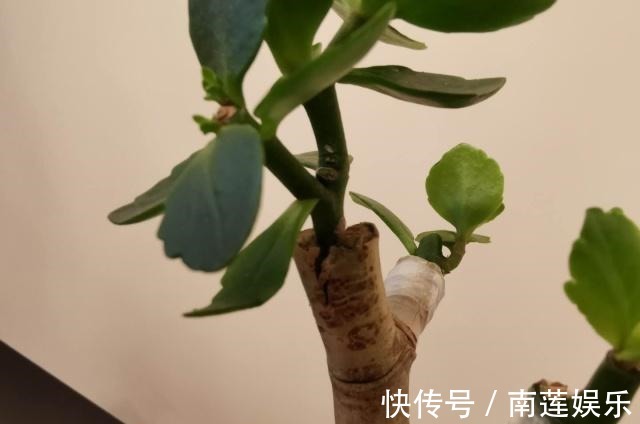 玉树嫁接“长寿花”,掌握1个关键点,1次就成活,没技术含量!