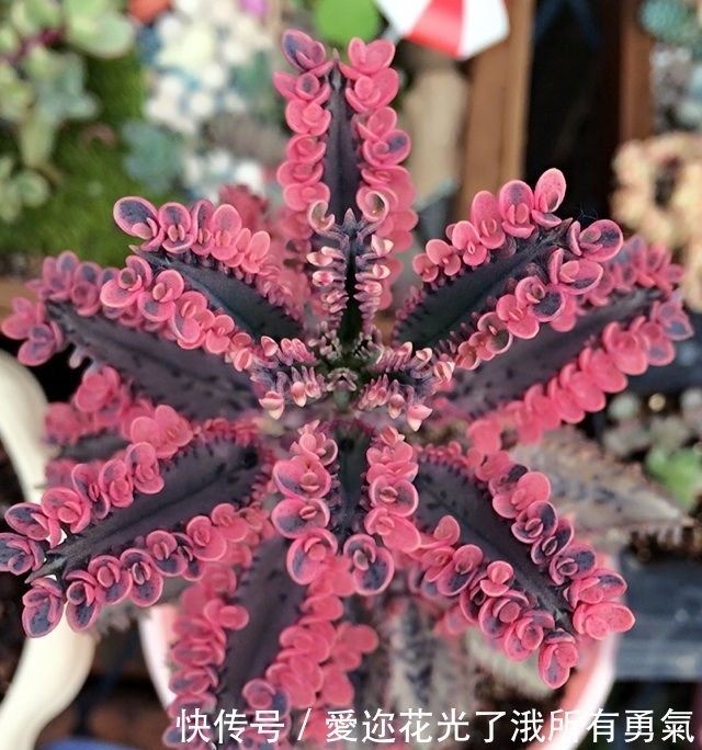 有一种不死花,一片叶子就可重生,开出来的花让很多人如痴如醉!