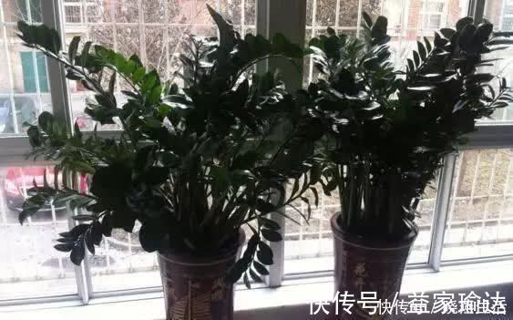 养花不如“养树”,这3种最合适,养人、旺财、吸甲醇,值!