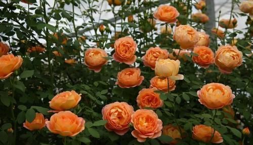 生病|5种月季花,号称开花机器,几乎不生病,新手也会养