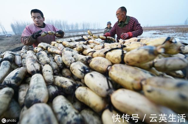 莲藕|血糖降不下可能与5种食物有关,不甜却升血糖,少吃一种也好