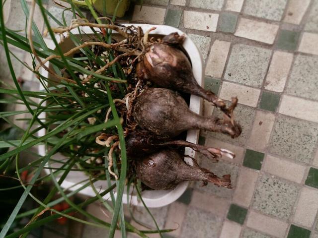 养“风雨兰”,有3个小技巧,一月能开几茬花,次次开爆盆!