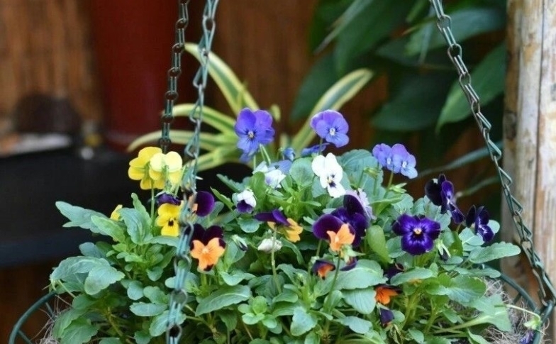 杀虫剂有害健康,养花就该巧用这些手段消灭害虫,保护环境