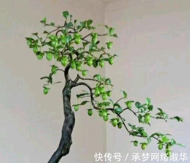 果实|养金弹子,做对几点,果实硕大红艳