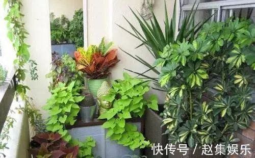 家家都有的液体,用来养花,半年不用施肥,养啥都爆盆!