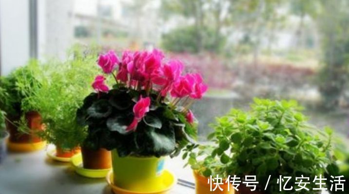 家中“5个”位置不能养花,要么黄叶又烂根,快搬走,才能长得旺