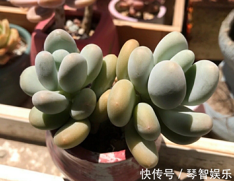 浇水|多肉总是徒长丑爆成大白菜多半是犯了3个错误,养成老桩也不错