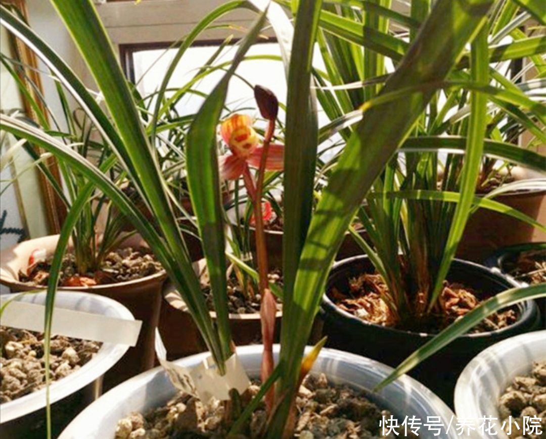 花卉|夏天6种花很怕晒，早做好遮阳，防止植株被晒伤