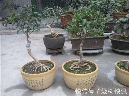 桂花不开花是什么原因 往土壤中添点这个桂花越开越好