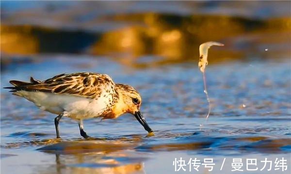 吉祥三宝|水韵盐城好秋色！黄海湿地“吉祥三宝”邀您来赏秋