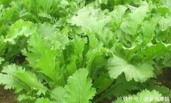 冬瓜|有甲状腺结节的人,常吃4种食物,化瘀散结,早知早受益