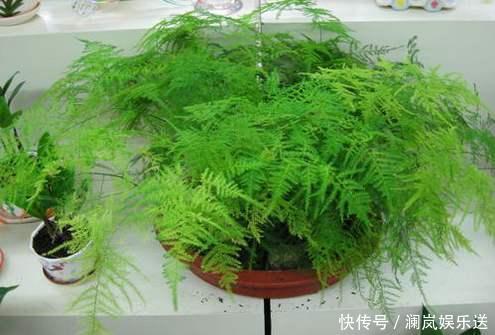 修剪|文竹如何修剪简单“1招”,新芽不断冒,株型漂亮,茁壮茂盛