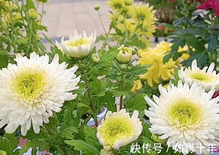 菊花#一首名气不大,诗人却如雷贯耳的七言绝句《残菊》