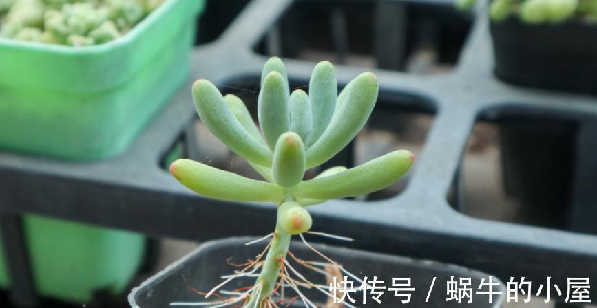 多肉|有些人多肉养不好,却该怪自己“太勤快”,有你吗?