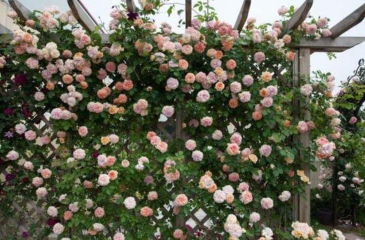 4种花是“爆盆能手”,开花多又漂亮,随便一养成花海!