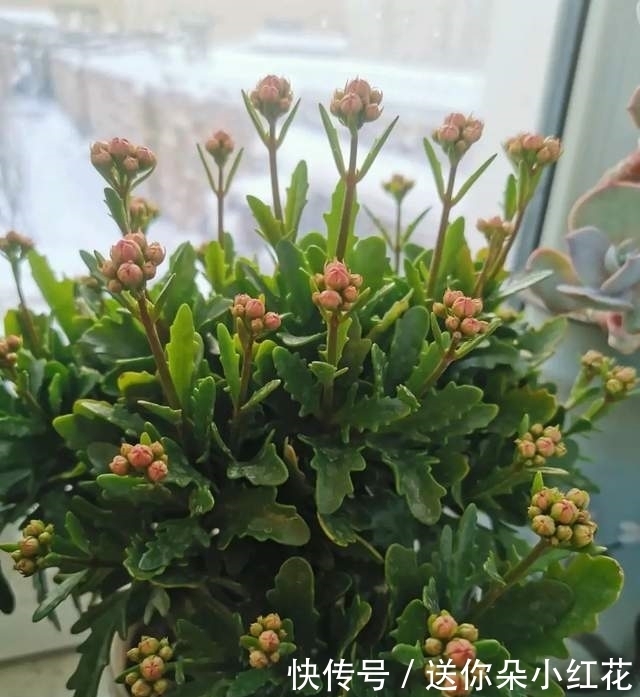 冬天如何使用“磷酸二氢钾”给长寿花促花?