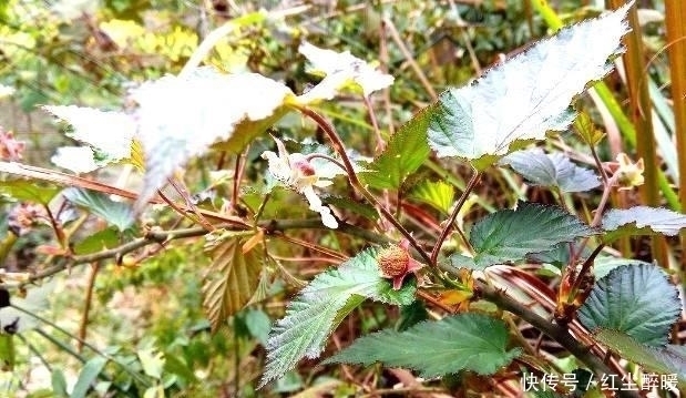 美好时光|农村特有的这种“鸡屎泡”，你吃过没？中医说它可是味很好的药材