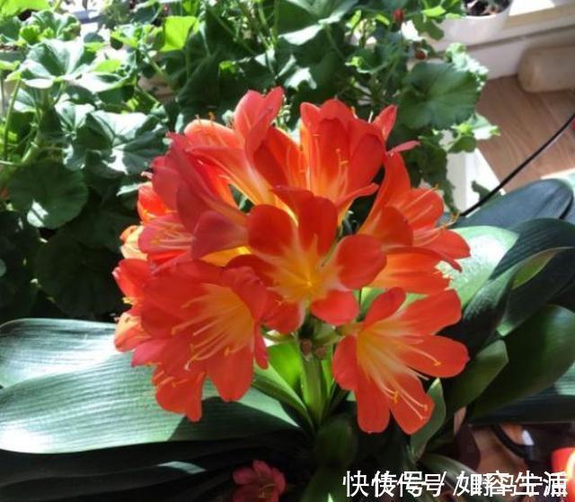 君子兰养养烂根了原来是“浇错水”惹的祸，教你浇水诀窍