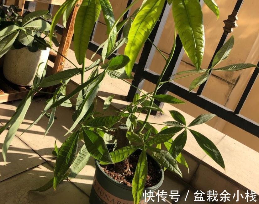 适合客厅盆栽的大型绿植有什么?这3款首当其选,显高级又好活