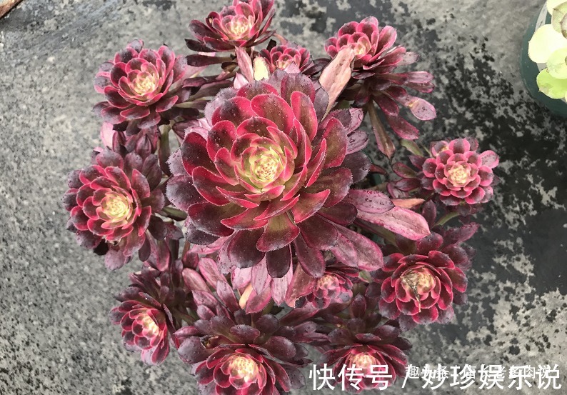 法师|多肉法师的叶片暗淡无光原因很多,并非只有缺肥才会出现这种情况