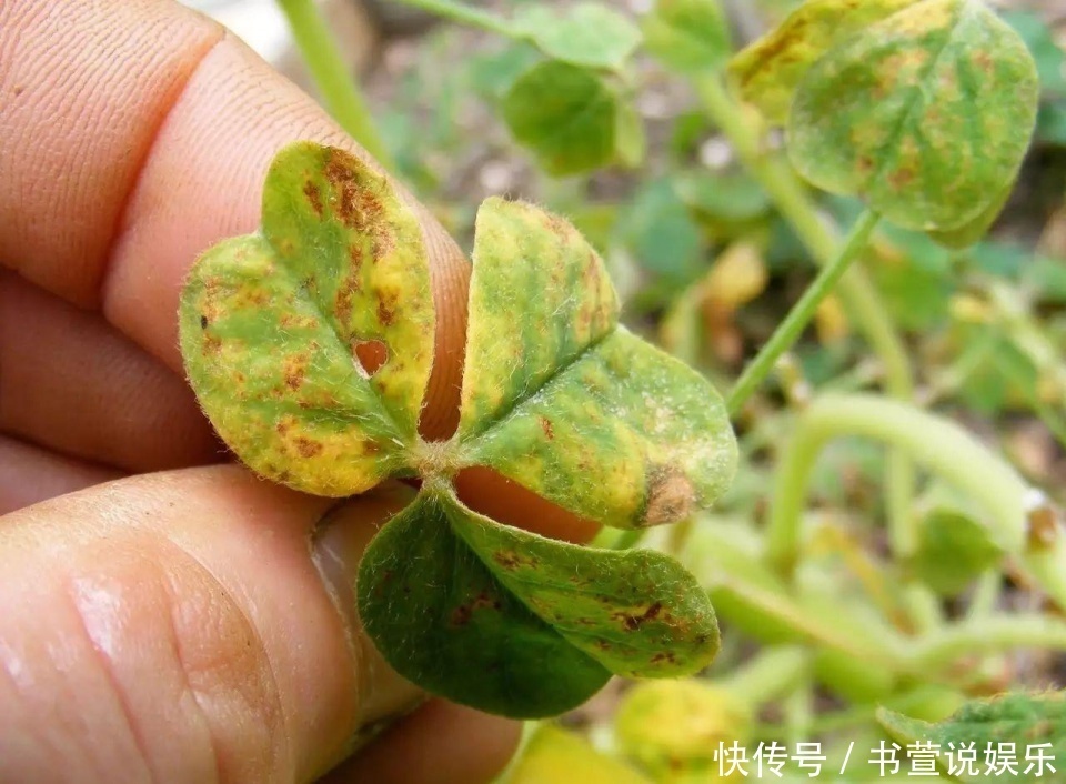 家里的盆栽叶子变黄了怎么办,老司机教你几招轻松搞定!