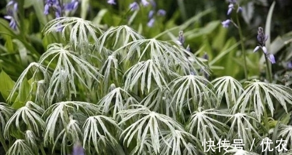 兔子|来自大自然的馈赠：“中药材兔儿伞”，治风湿麻木，全身疼痛