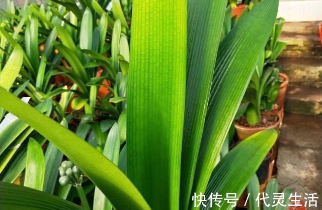 臭蛋|这种“大补肥”,君子兰最爱吃了,半个月用1次,新芽抽不停