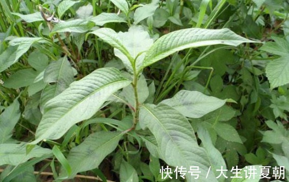 消炎止血|农村一种野草，味道堪比辣椒，能消炎止血，却被农民当杂草除
