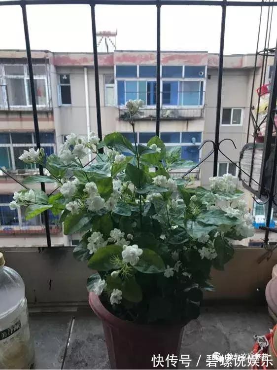 2种花“病菌”不喜欢，养1盆身体好，开花后满屋清香！