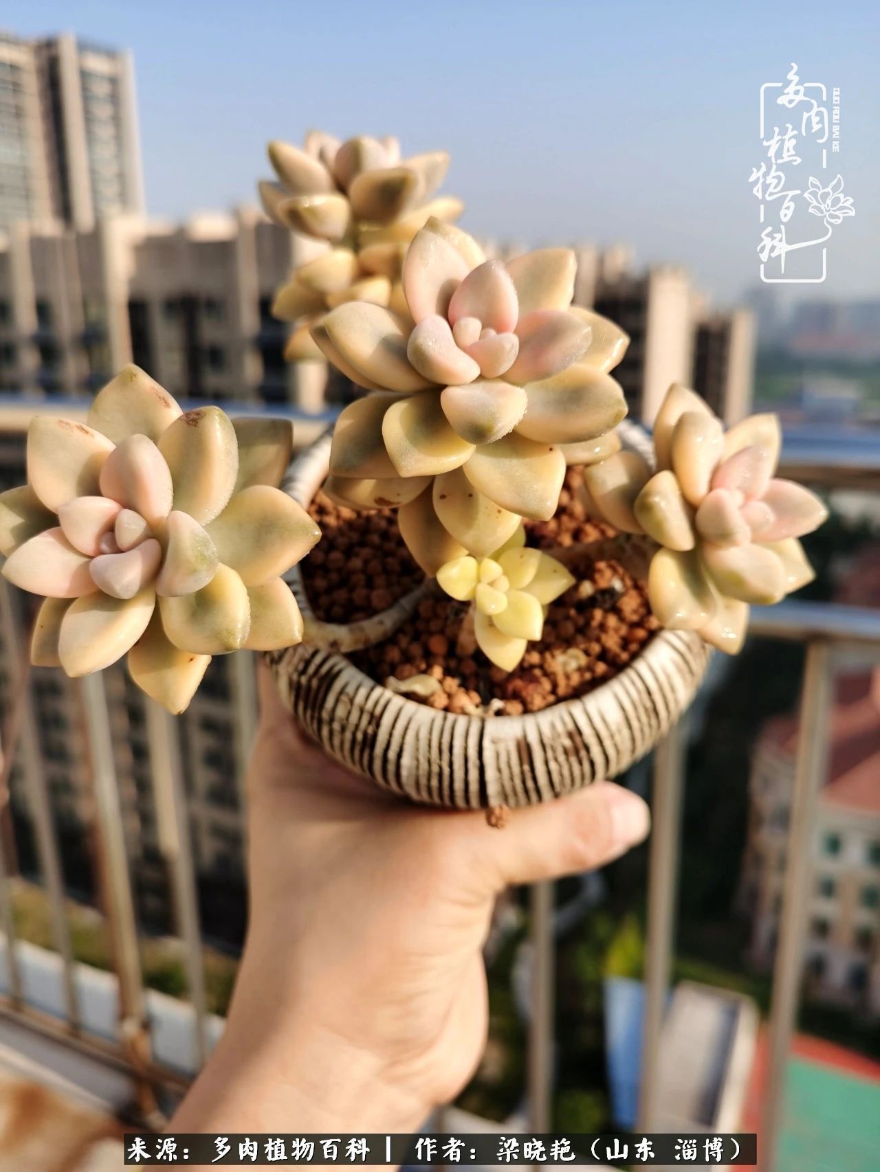 多肉植物|暑往秋来，夏天成了故事，迎来多肉最美的季节！