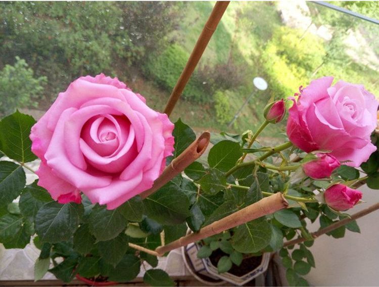 适合新手养的盆栽花,植株低矮,养护容易,漂亮似玫瑰,四季开花