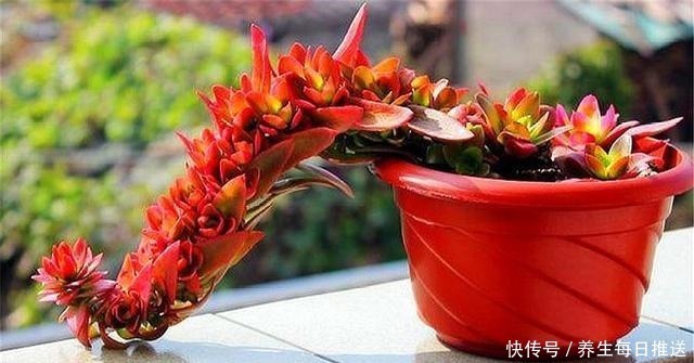 养多肉火祭,核心就是1个“懒”字,在这3点懒一些,火红喜庆!