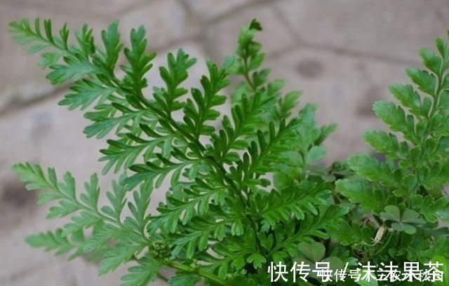 药材|农村这种野草没人要,不知是珍贵“骨碎补”,现在一斤能卖10元