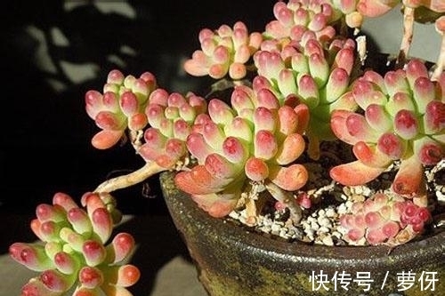 多肉乙女心,好看又好养,学会扦插法,一盆变多盆!