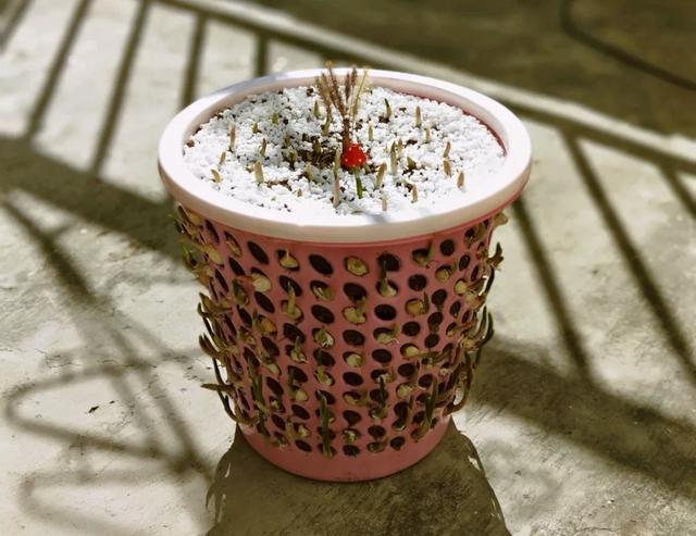 丢一把种子到水里，7天冒出小森林，越热越长个！绿植盆栽不用买