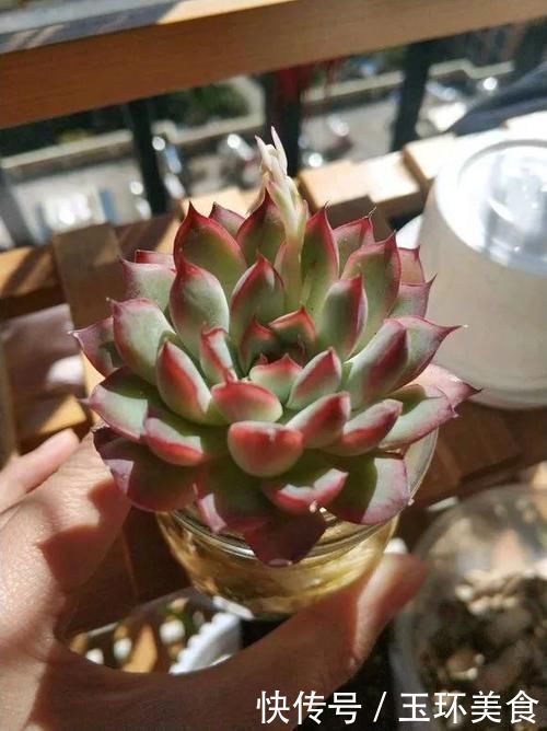 多肉植物也能水培多肉丢水里反而不烂根,长得还水灵,晶莹剔透