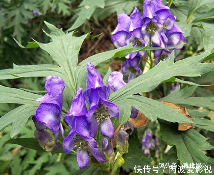 此花姿态妖娆，紫色的花朵呈现出神秘而高贵的色彩，颇为耀眼夺目