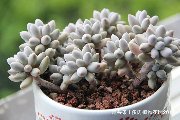 肥厚|想要婴儿手指叶片多又胖,你得这样养护