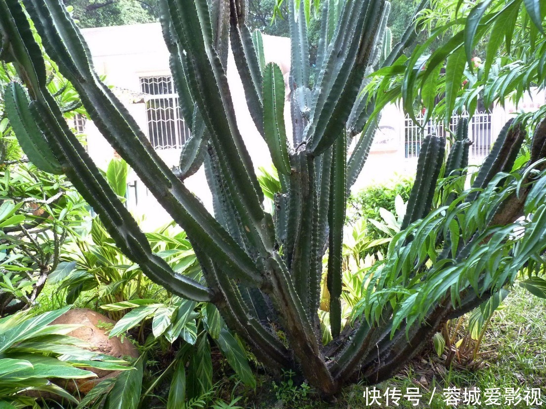 我们的家|客厅养花就选几种，枝叶繁茂，镇宅又好看