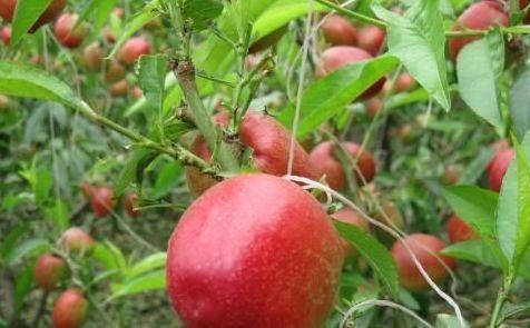 健康|女性不想早衰,三种食物要多吃,能抗衰老,美容养颜,好处多多