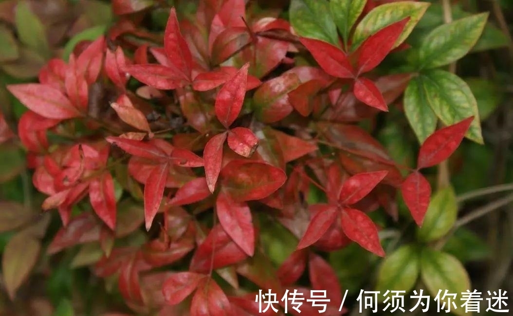 越冷叶子越红,对环境无要求,这样的植物你养过吗?