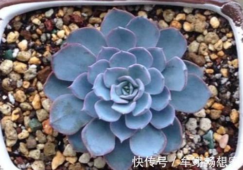 多肉植物叶片动不动就发软,该怎么办仔细水、肥供给就够了