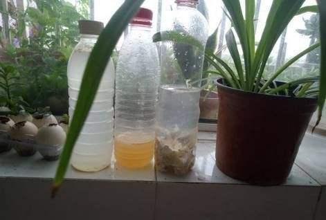 养花有“门道”，简单实用花长得好，茂盛不烂根开花一茬一茬！