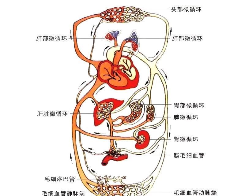 与组织|微循环障碍矿疗帮您打通微循环,提高健康