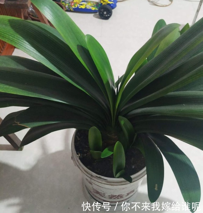 君子兰3大养护难题，一次性给你解决，今年准时开花！