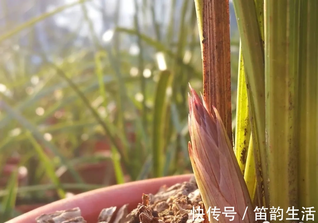 孕蕾|夏天太热,养兰花如果犯一个错,可能导致难孕蕾、不开花