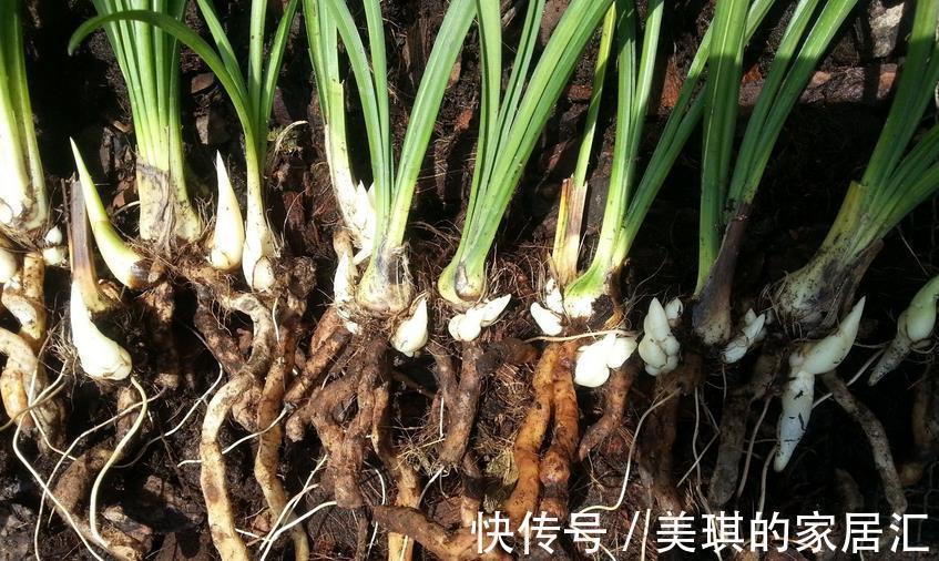 兰花烂根可能是哪些地方出问题？这4处，错一点植株都萎靡